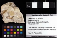 Foto (Objket + Etiketten) von Glaessneropsis sp. 